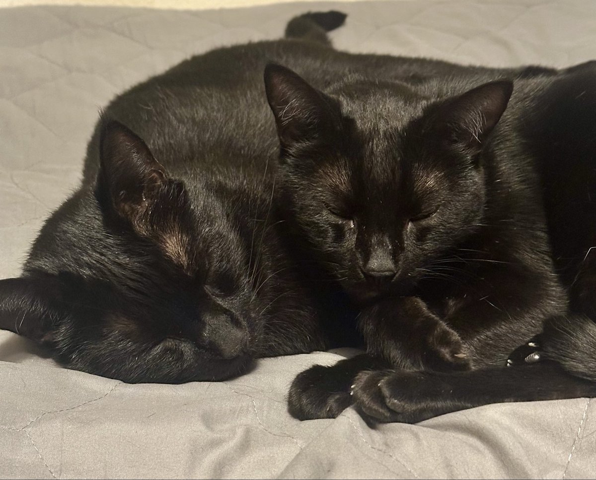 Boots and Binx: bonded bros tweet media