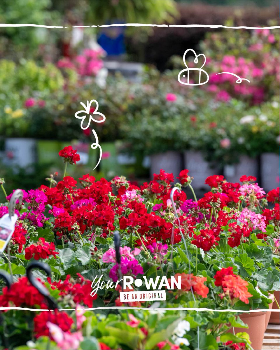 Your Rowan tweet media