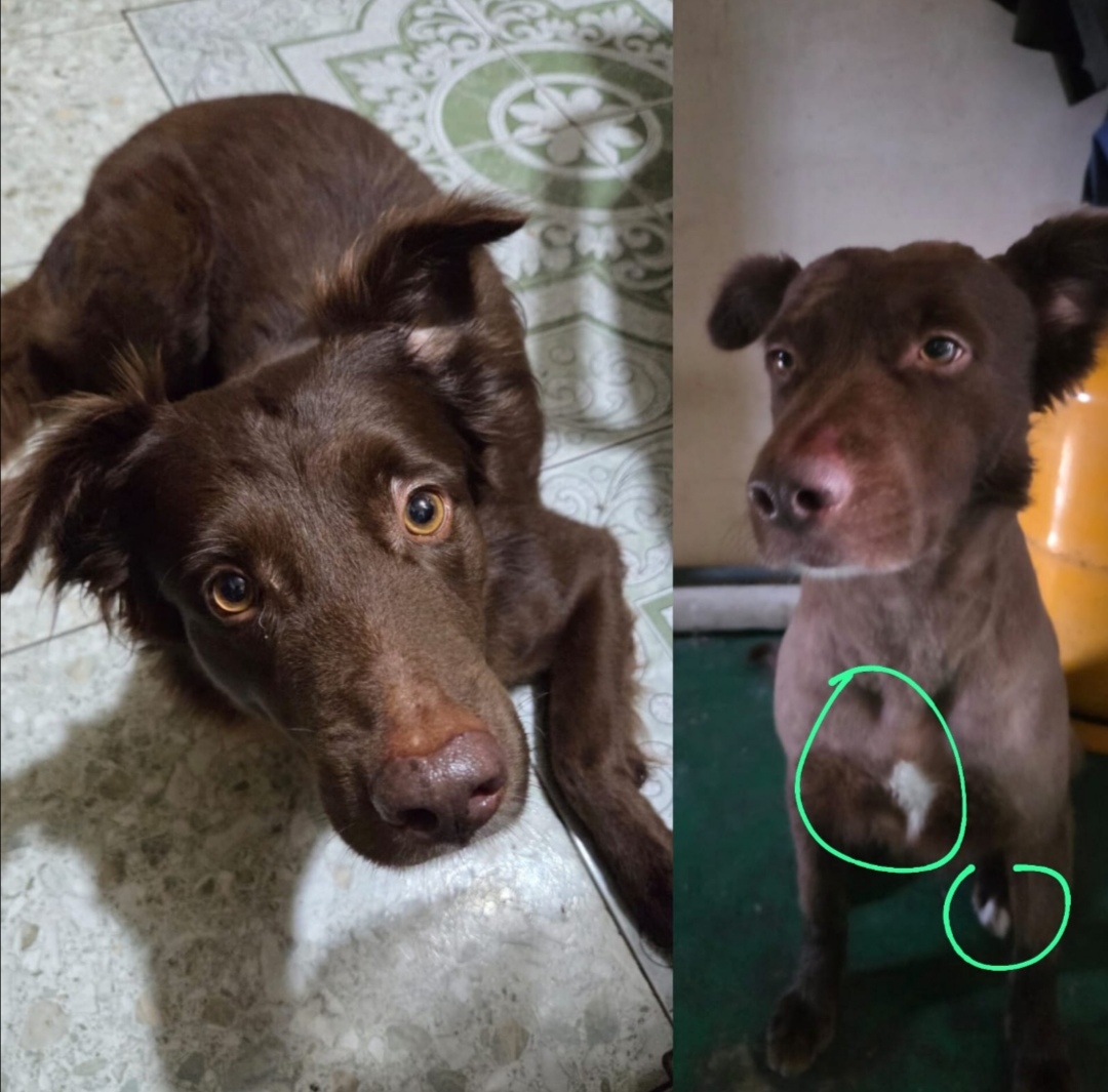 #PERDIDO #GUAYAQUIL
Nombre: #Lenin
2026-03-26
Norte, Parque de Sauces 3 atrás del restaurante el Dorado
Macho
Mestizo
Obsv: pelaje café oscuro y una pequeña mancha blanca en el pecho, y pequeña mancha blanca en las uñas de una de sus patas.
Contacto: 0983338008
 #AlertaMePerdí