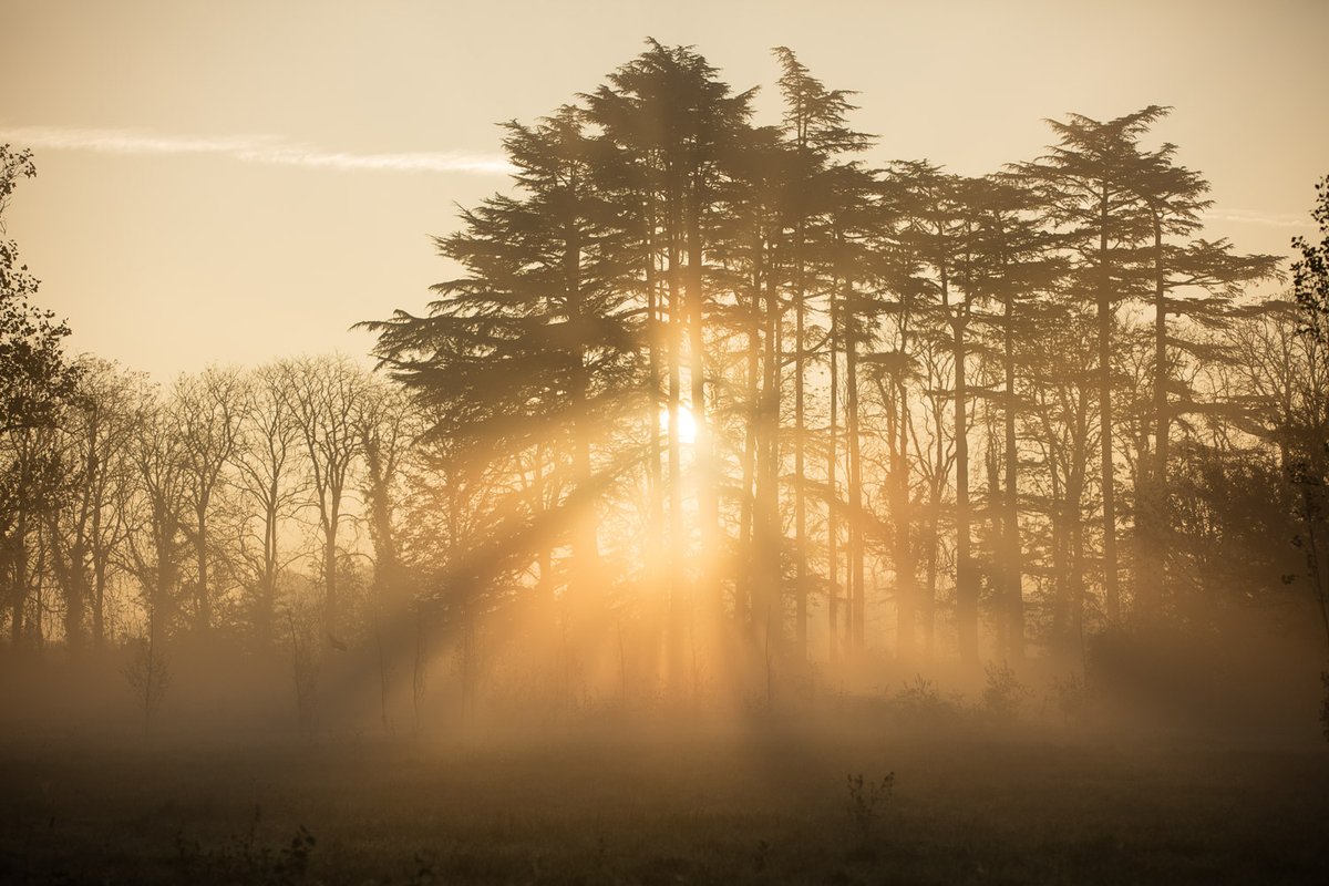 Pour la Science tweet media