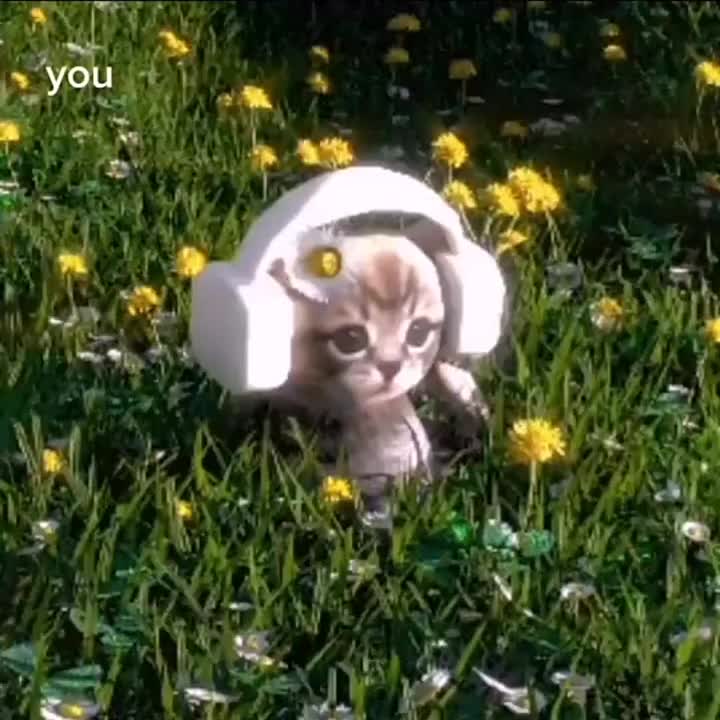 bachluuduong tweet media