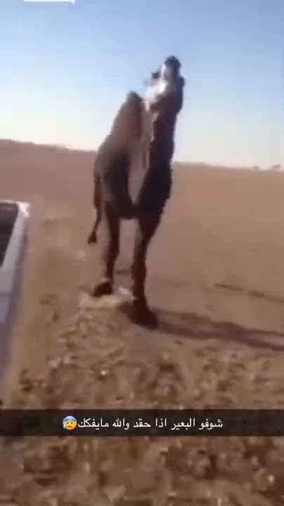 Falcon Bo3omar tweet media