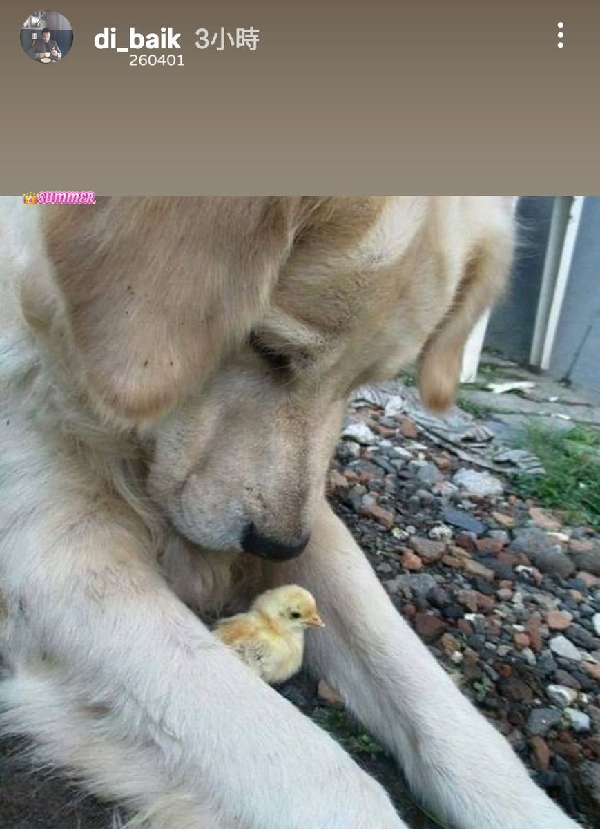 통통이club tweet media