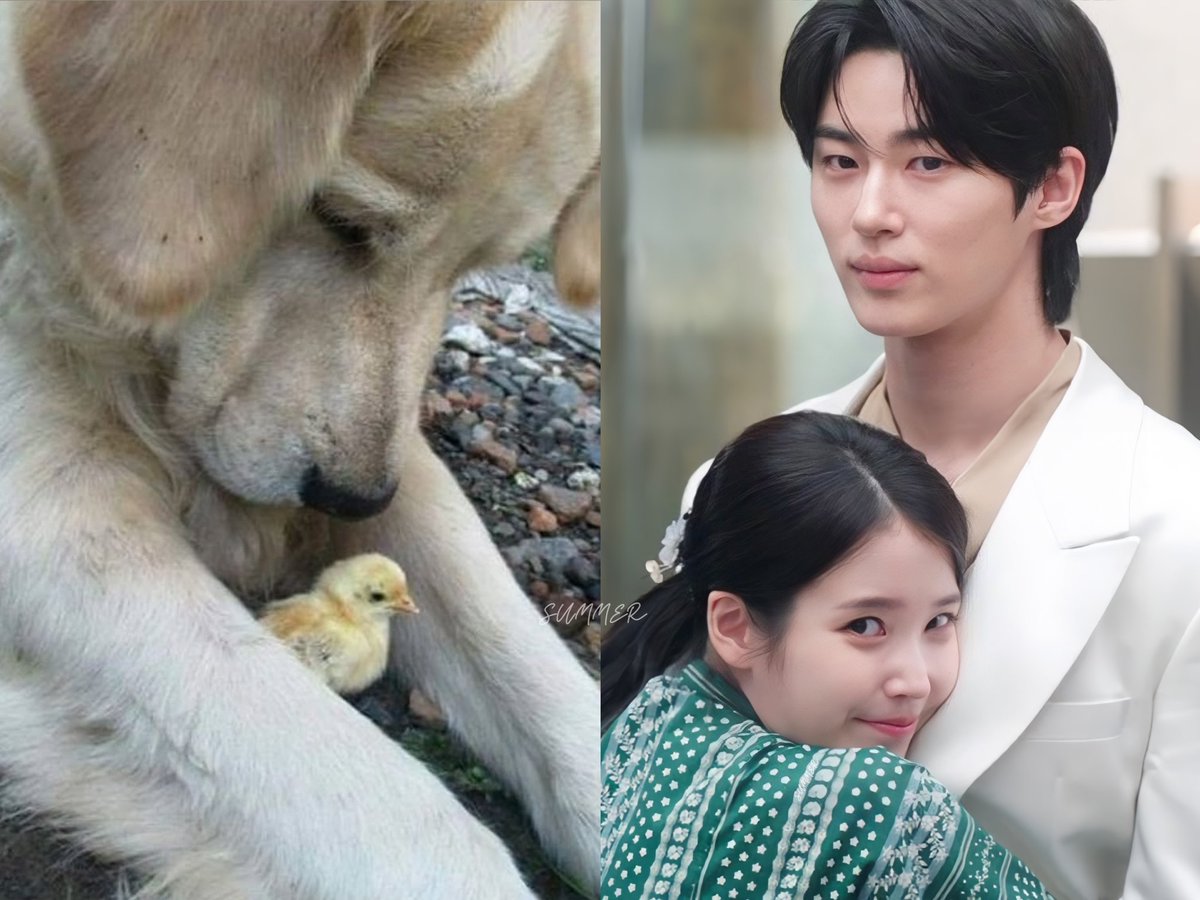 통통이club tweet media