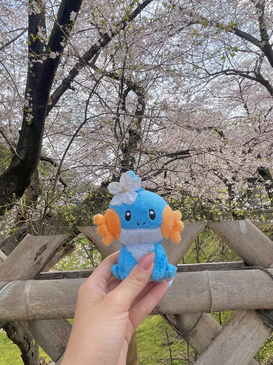 usagiko🍒 tweet media