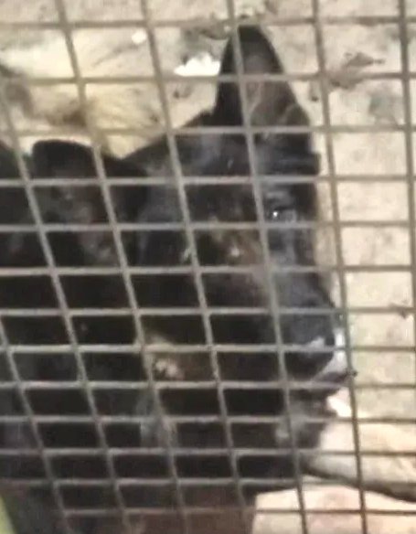 Animals del Maresme 🐾 tweet media