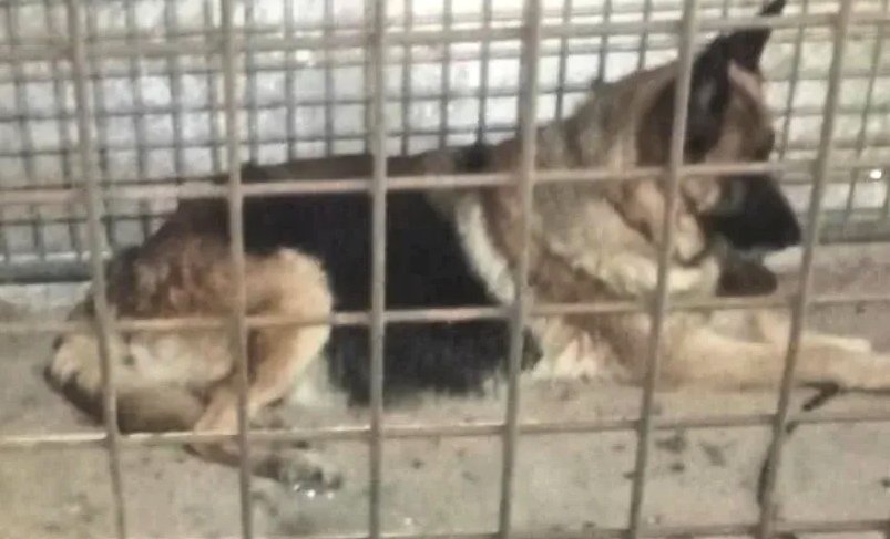 Animals del Maresme 🐾 tweet media