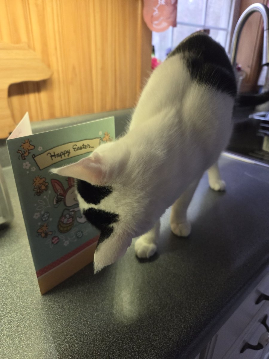 TheSprinklesCat's tweet image. Easter wishes, alert! Thanks to our furrends, @huskernation72, Leo &amp;amp; Crew! Hoppy Easter! ❤️ mew all! Hope everyone has a purrfect #HumpDay! #cowcat #CatsOfTwitterX #AdoptDontShop #StaySafeFurrends