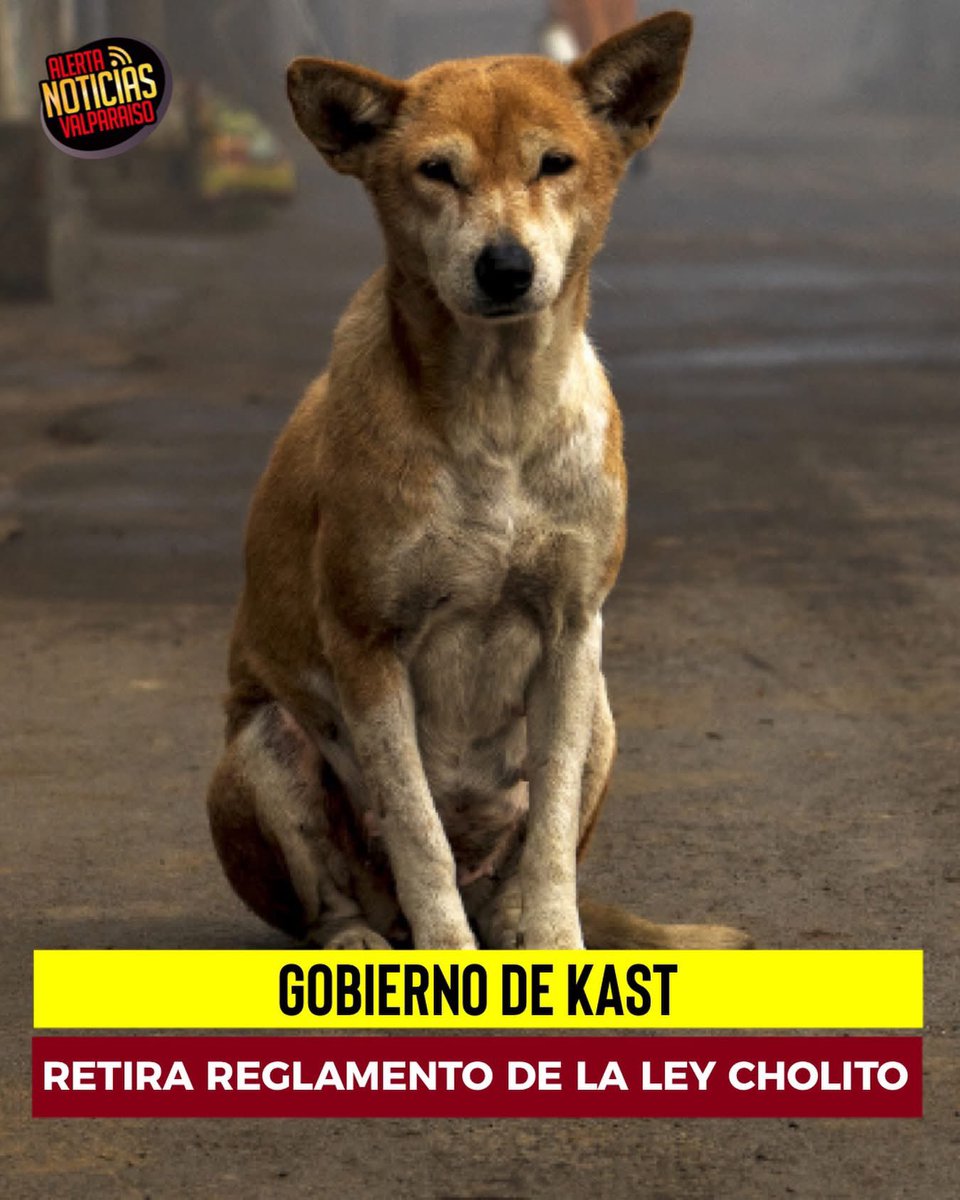 Alerta Noticias Valparaíso tweet media