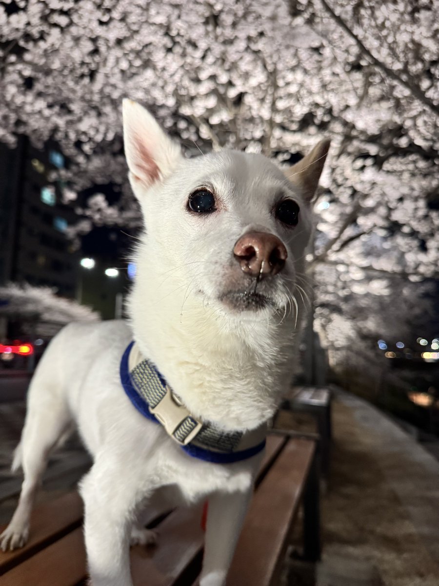 Toong2Yam's tweet photo. 올해도 어김없이 누나랑 벚꽃구경 🌸🌸🌸 https://t.co/UYFXzmcXwh