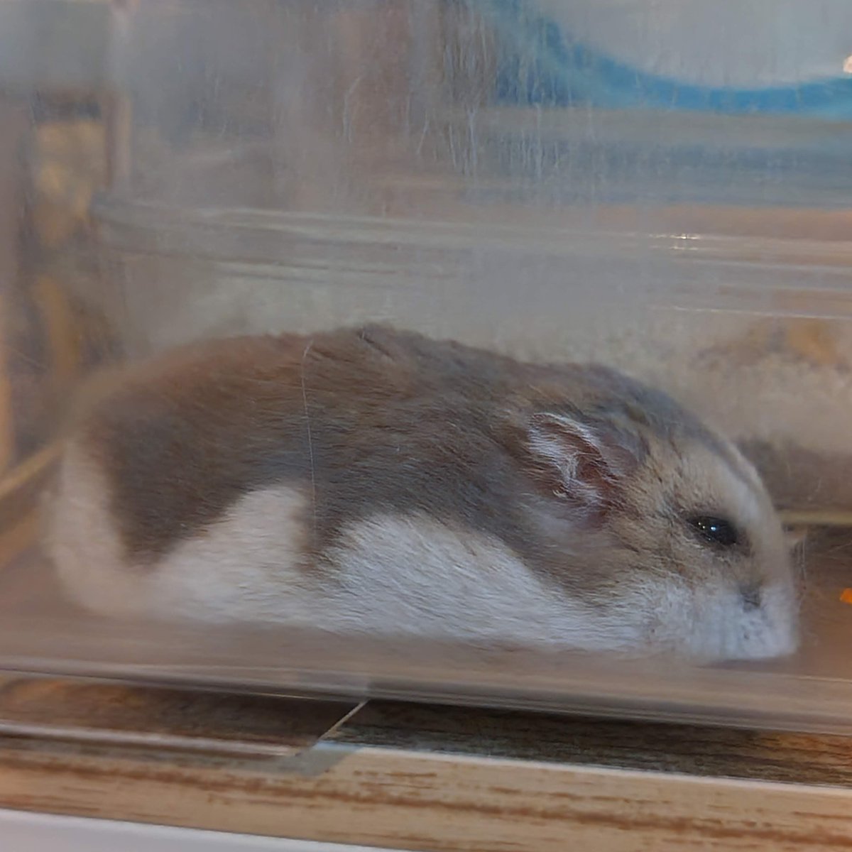 はいむ🐾 tweet media