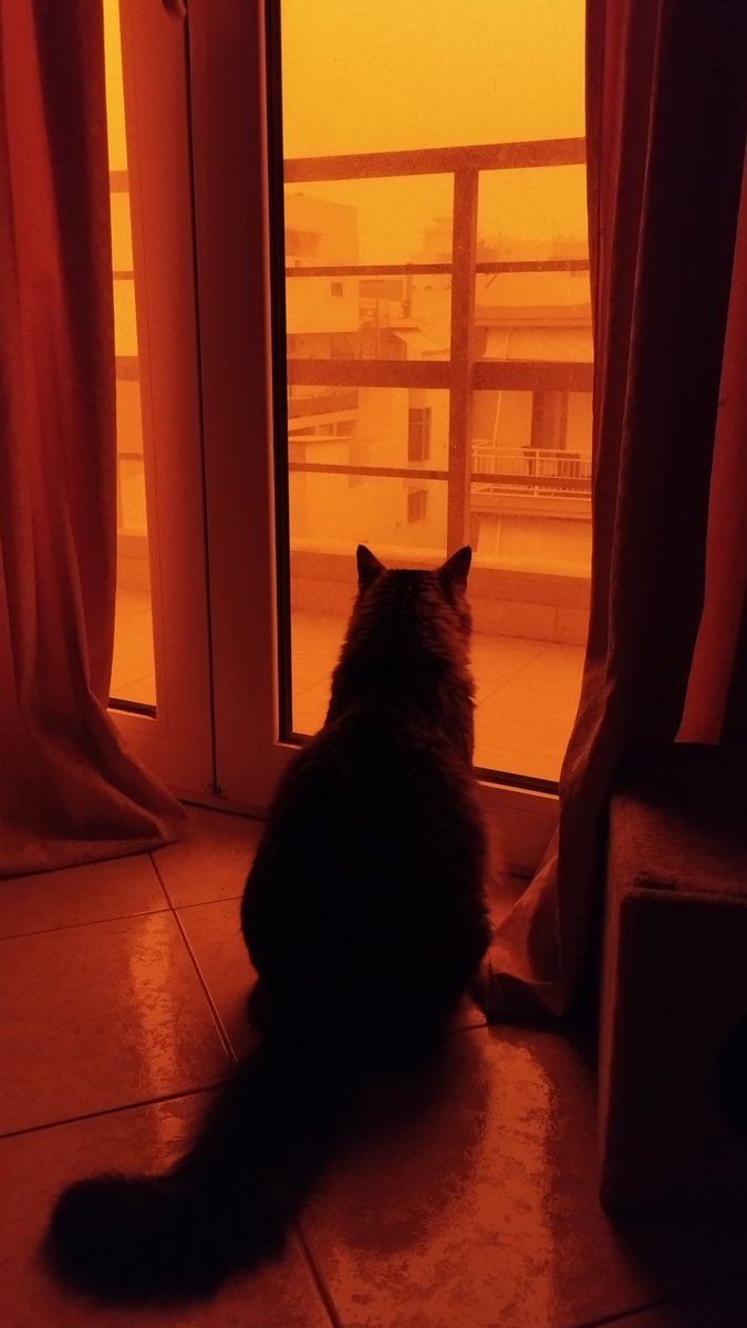 Jazzy the cat 😻 tweet media