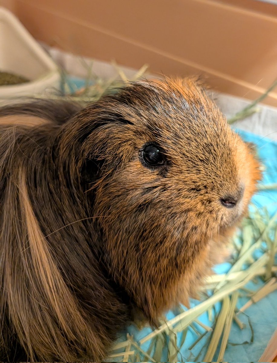 気まぐれちゃ tweet media