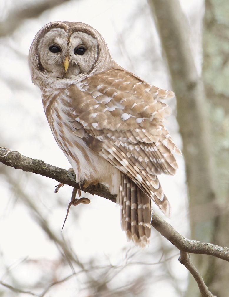 RoppityPhotos's tweet image. Harry hunted. 
Harry captured,  
#Snake #BarredOwl #Owls #Wildlife #WildlifePhotography #BirdsOfPrey #BirdPhotography #Nature #NaturePhotography