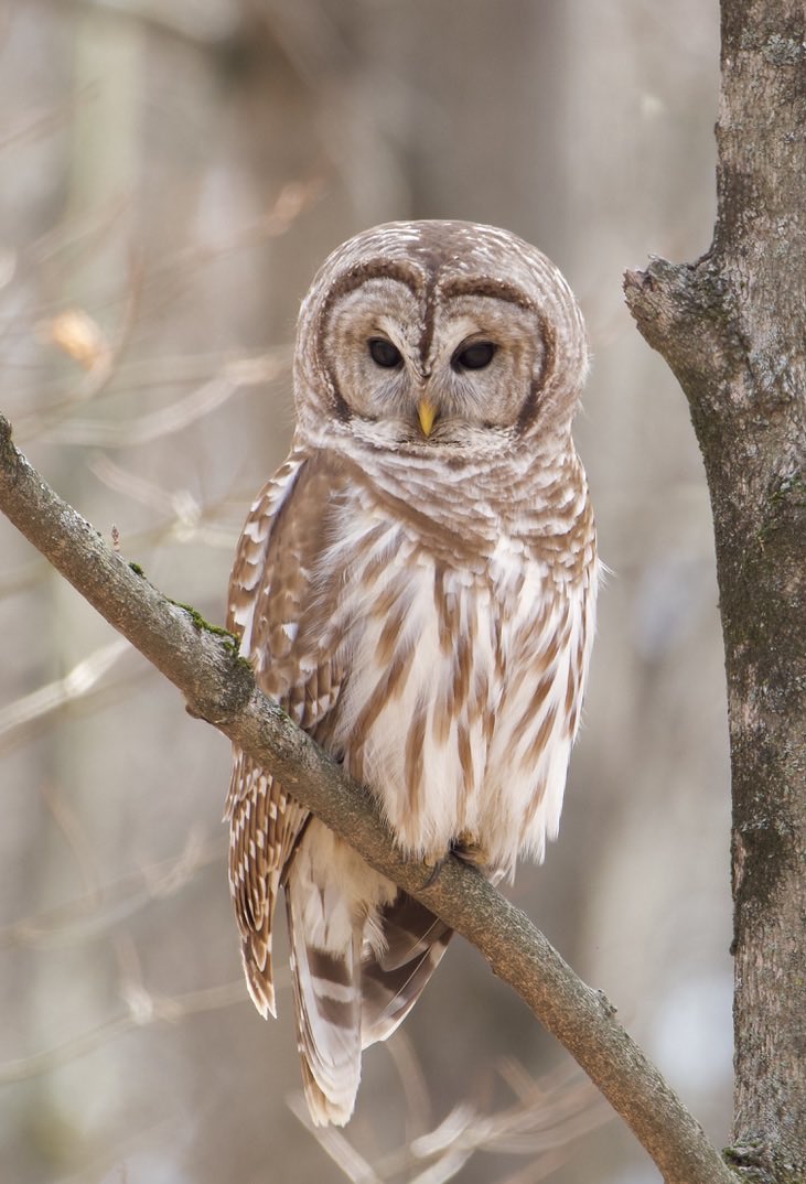 RoppityPhotos's tweet image. Harry hunted. 
Harry captured,  
#Snake #BarredOwl #Owls #Wildlife #WildlifePhotography #BirdsOfPrey #BirdPhotography #Nature #NaturePhotography