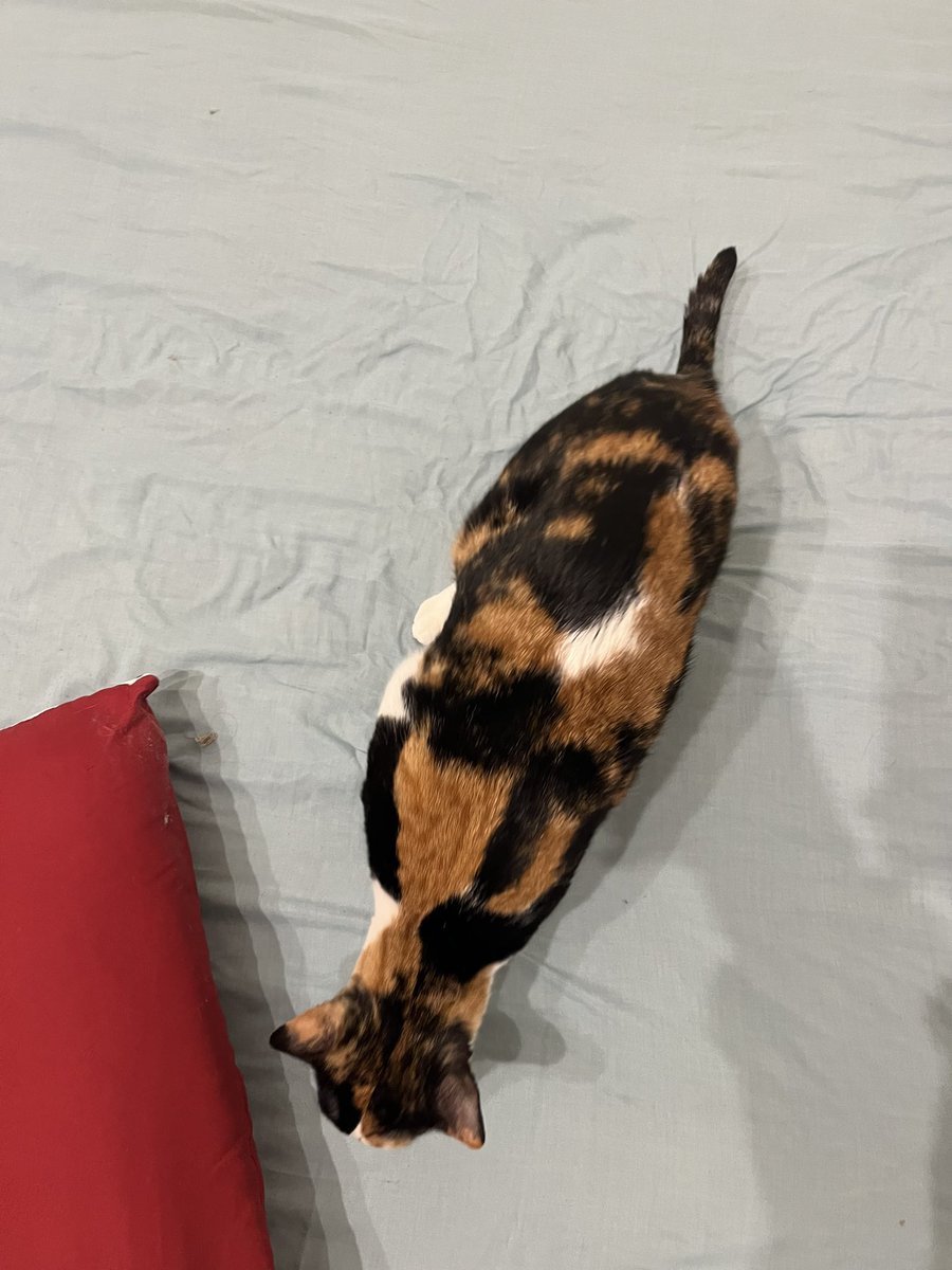 neus ❄️ tweet media