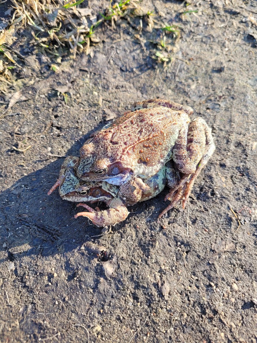 Māra Treiberga tweet media