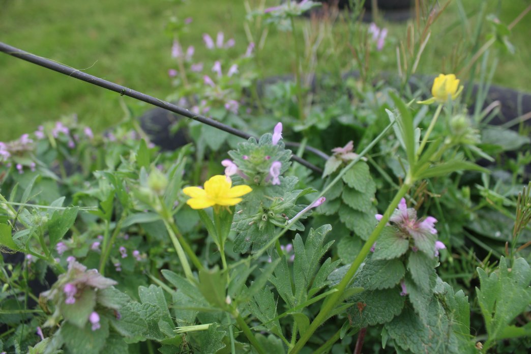 docsanderson's tweet image. #Scientists #Carpenter #RestorationProject #ApexPredator @HeartsofHeroes_ @danpeckwx
@Ginger_Zee @Nature Mags Lizzie Got outer #Garden Mowed. its #Planting #Seeds Time this weekend. skies are Grey lots of Bird Song. The Wild #Flowers are really pretty. Feels Excellent Mwah Lee