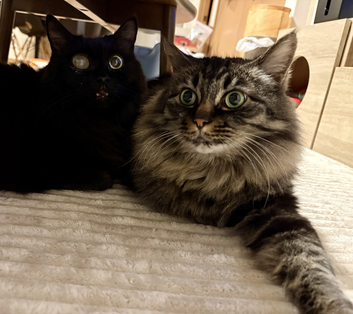 すがこ tweet media