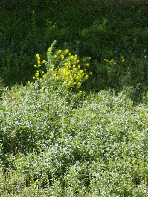 Max_Enigma_400's tweet photo. #field #nature #photographer #sony https://t.co/9v3HI0e1PA