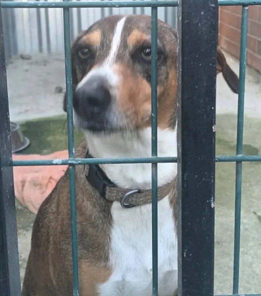 Animals del Maresme 🐾 tweet media