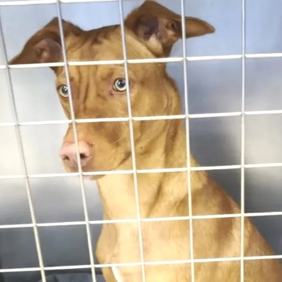 Animals del Maresme 🐾 tweet media