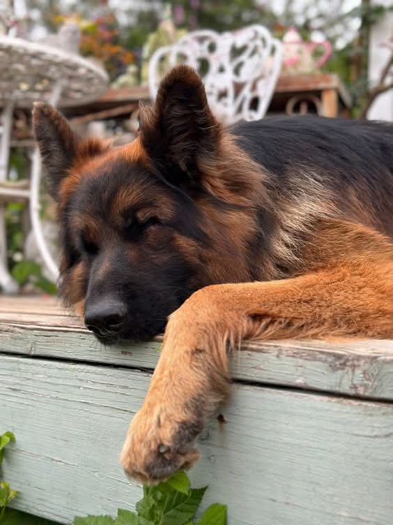 GERMAN SHEPHERD tweet media