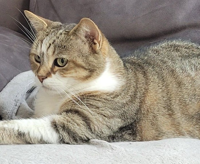 MissingTarn81's tweet image. 01.04.26 Perdue chatte tigré/blanc à Lescout. "Câline". Tatouée. Contact : facebook.com/profile.php?id… #Tarn #chat