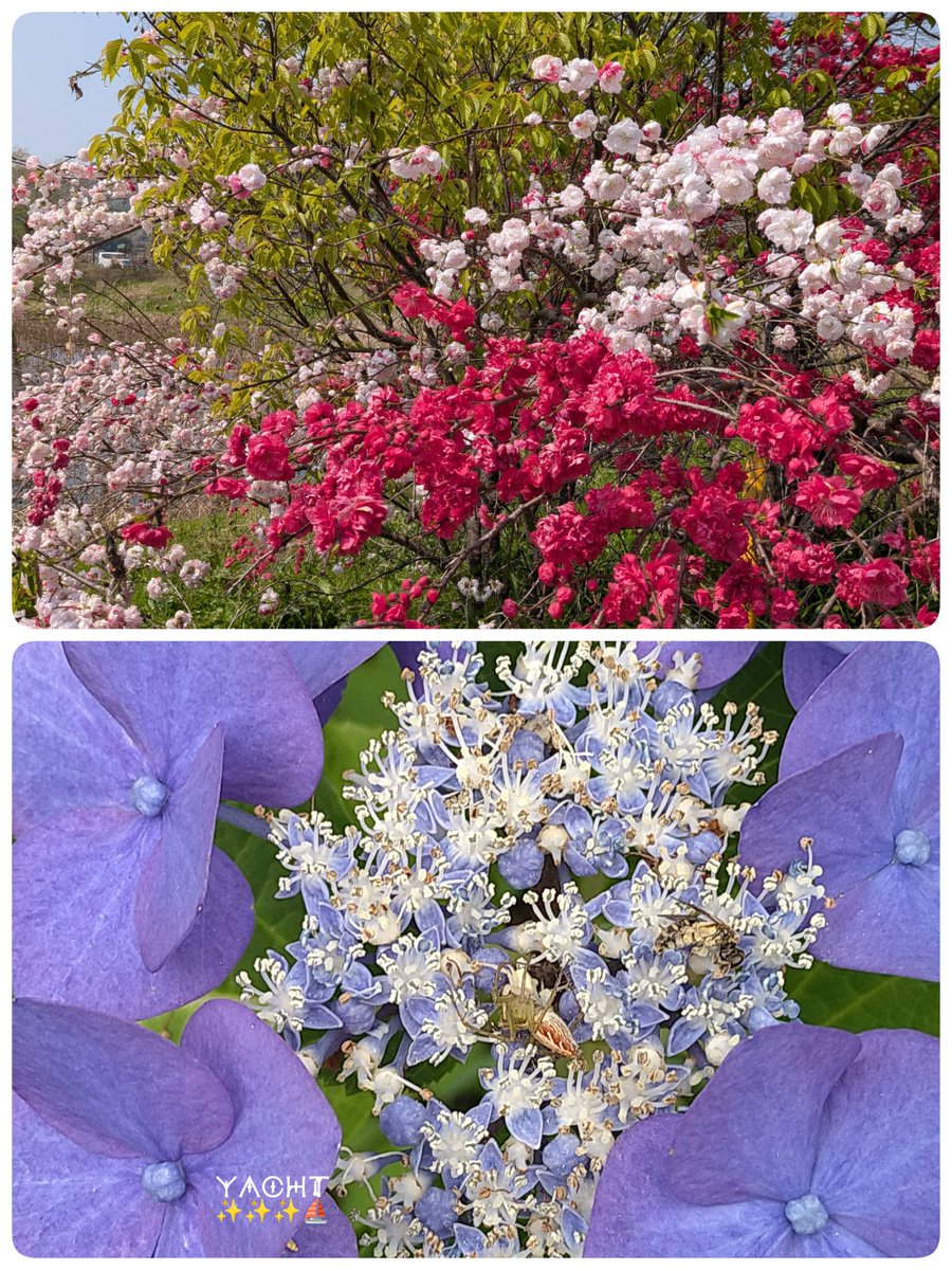 窓ぎわのヨットさん⛵ tweet media