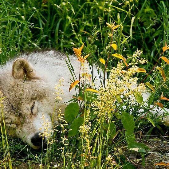 Ülküm.🐺🤘🇹🇷 ..Züriye mumcuGayretli🌼 𐰀𐰾𐰣𐰀 tweet media