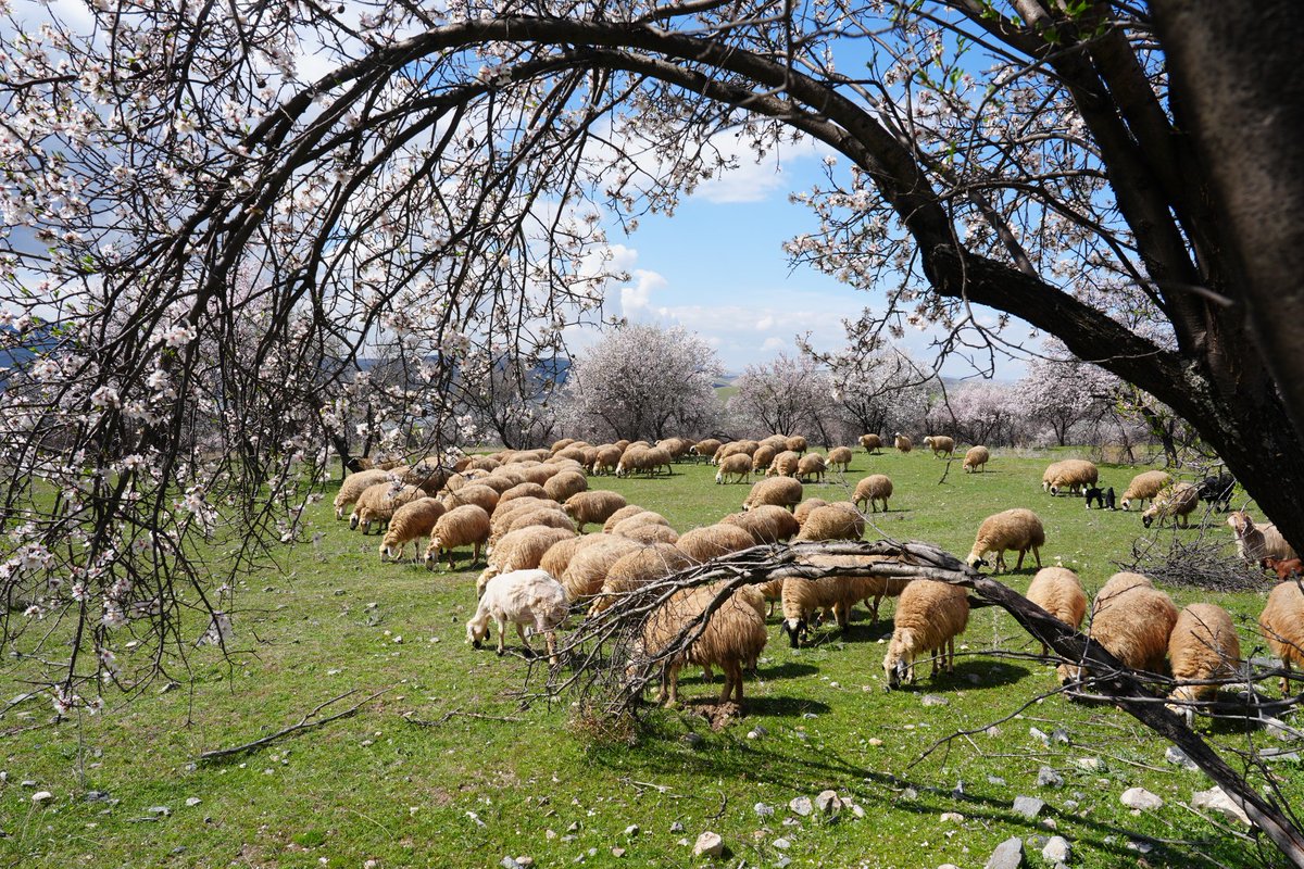 Caner Canerik tweet media