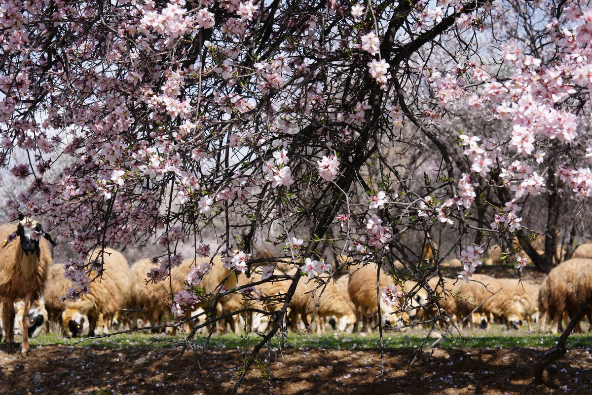 Caner Canerik tweet media