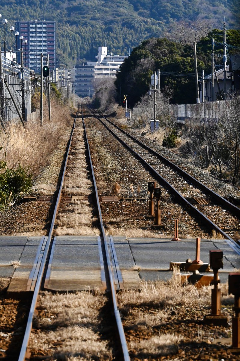 羽鳥写真館 tweet media