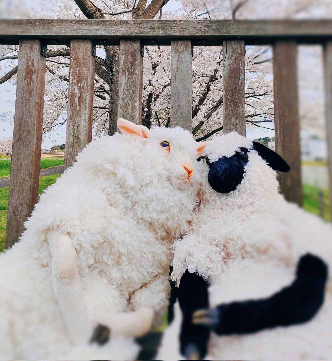 Θの森（シータの森） tweet media