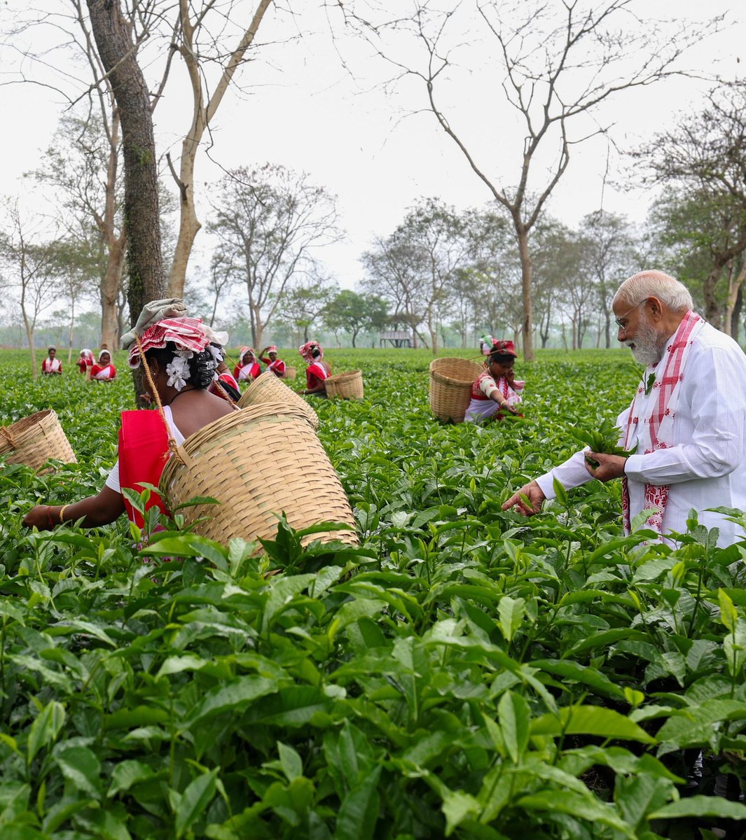 <a href="/narendramodi/">Narendra Modi</a> 🇮🇳
मोदी जी का चाय - बागान प्रेम 
#ModiinAssam ❤️
