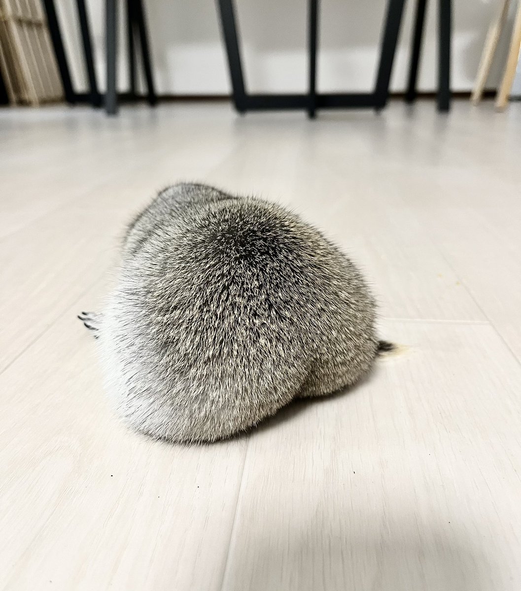 ぐりコ tweet media