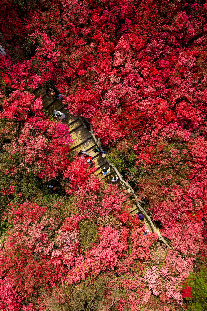 Wuhan Plus tweet media