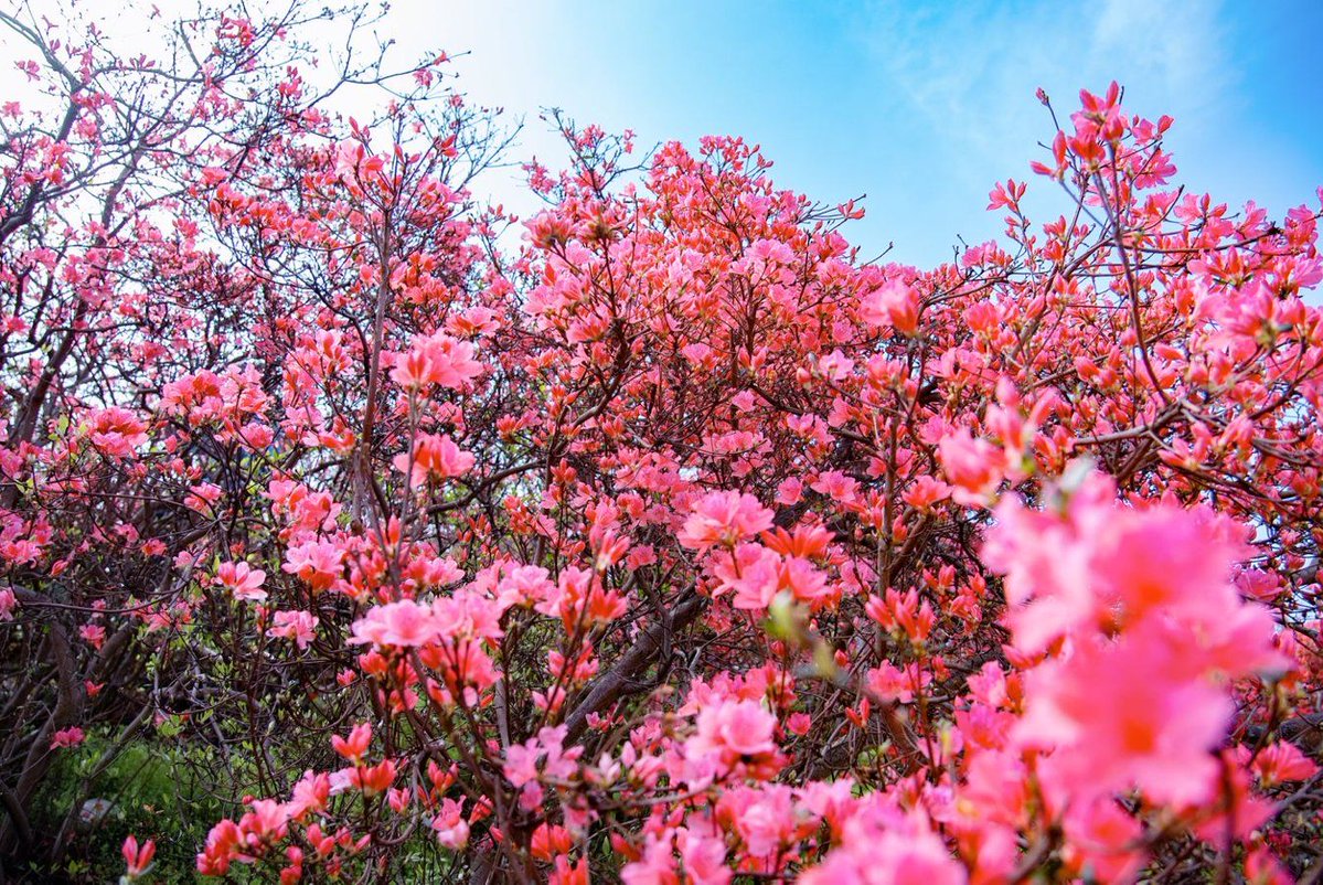 Wuhan Plus tweet media