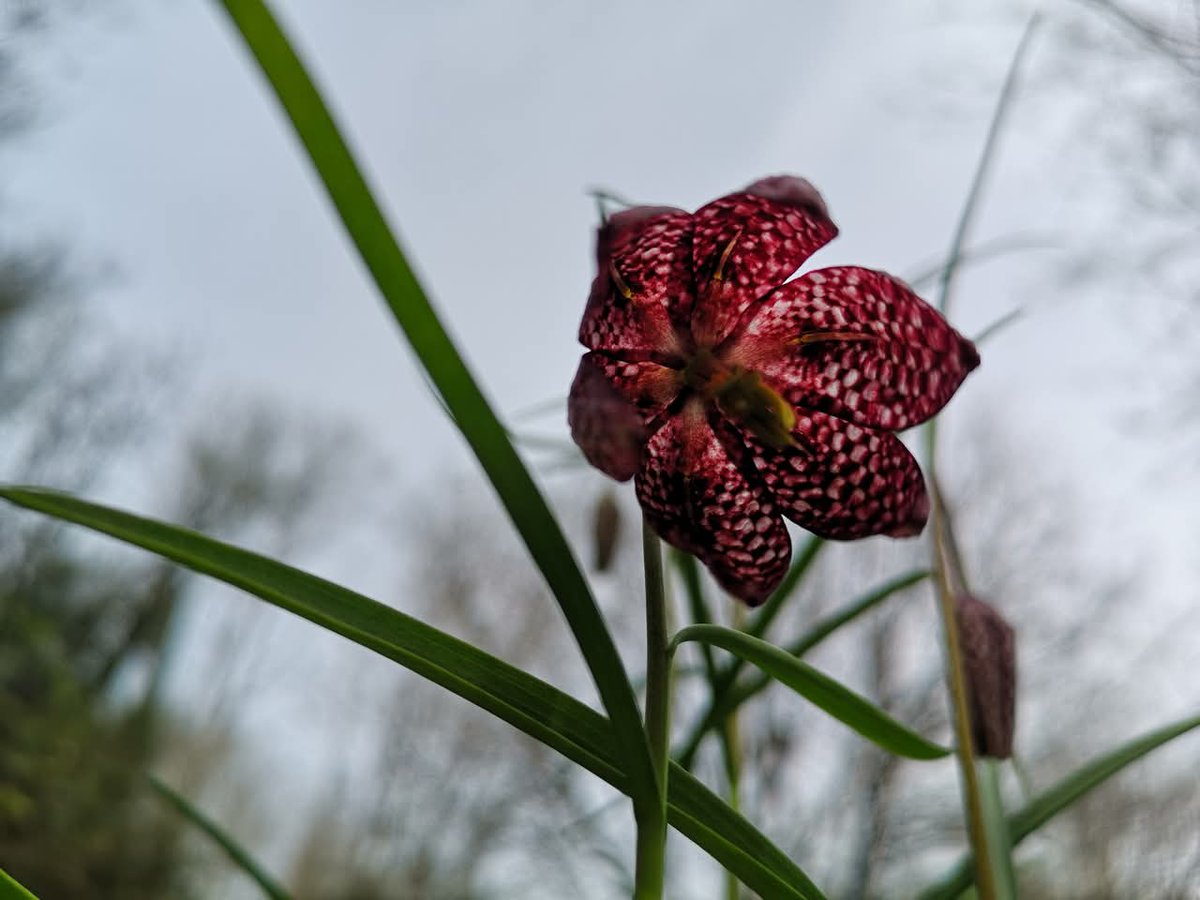 conservationvst's tweet photo. Snake's Head Fritillary 🥀
A beautiful flower that we planted in our woodland glade in Cath Cobb Woods, St Mellons.

#ancientwoodland https://t.co/1UOgFCBFYb