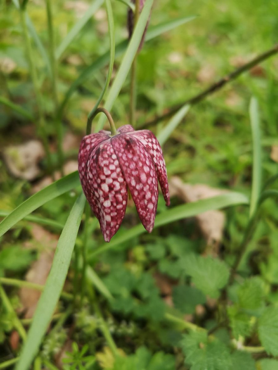 conservationvst's tweet photo. Snake's Head Fritillary 🥀
A beautiful flower that we planted in our woodland glade in Cath Cobb Woods, St Mellons.

#ancientwoodland https://t.co/1UOgFCBFYb