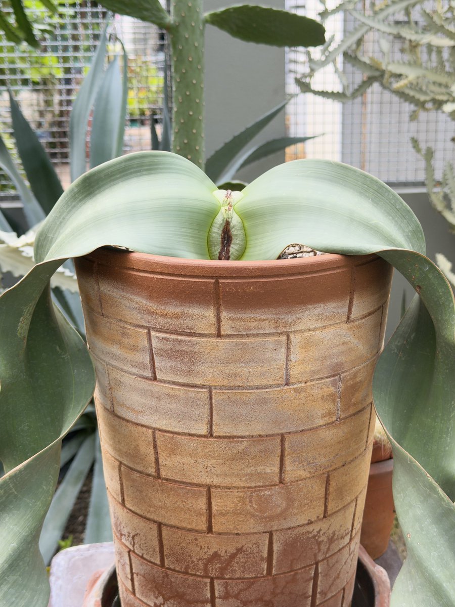 維他命B tweet media