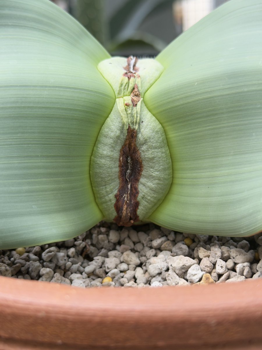 維他命B tweet media