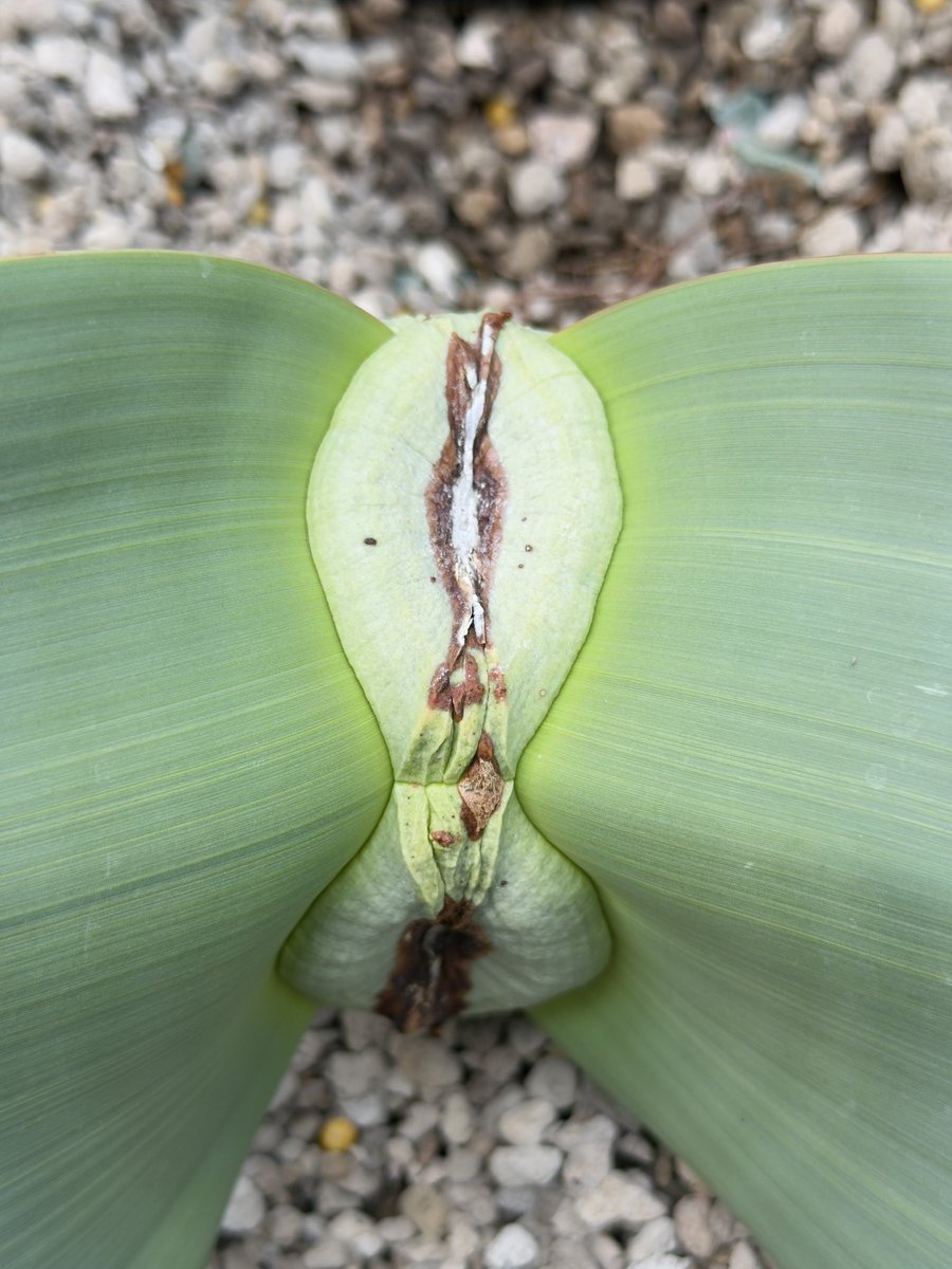 維他命B tweet media