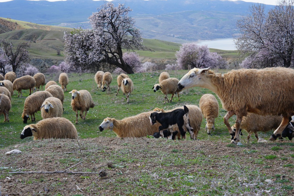 Caner Canerik tweet media