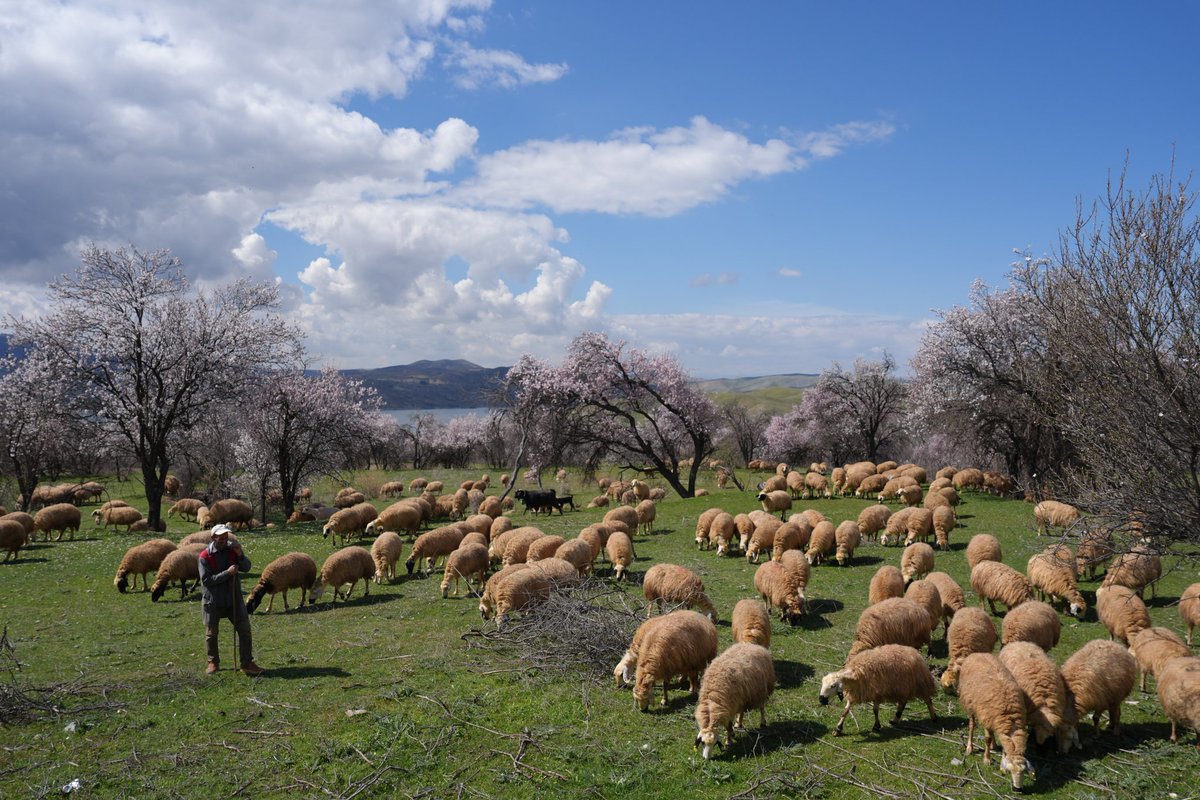 Caner Canerik tweet media