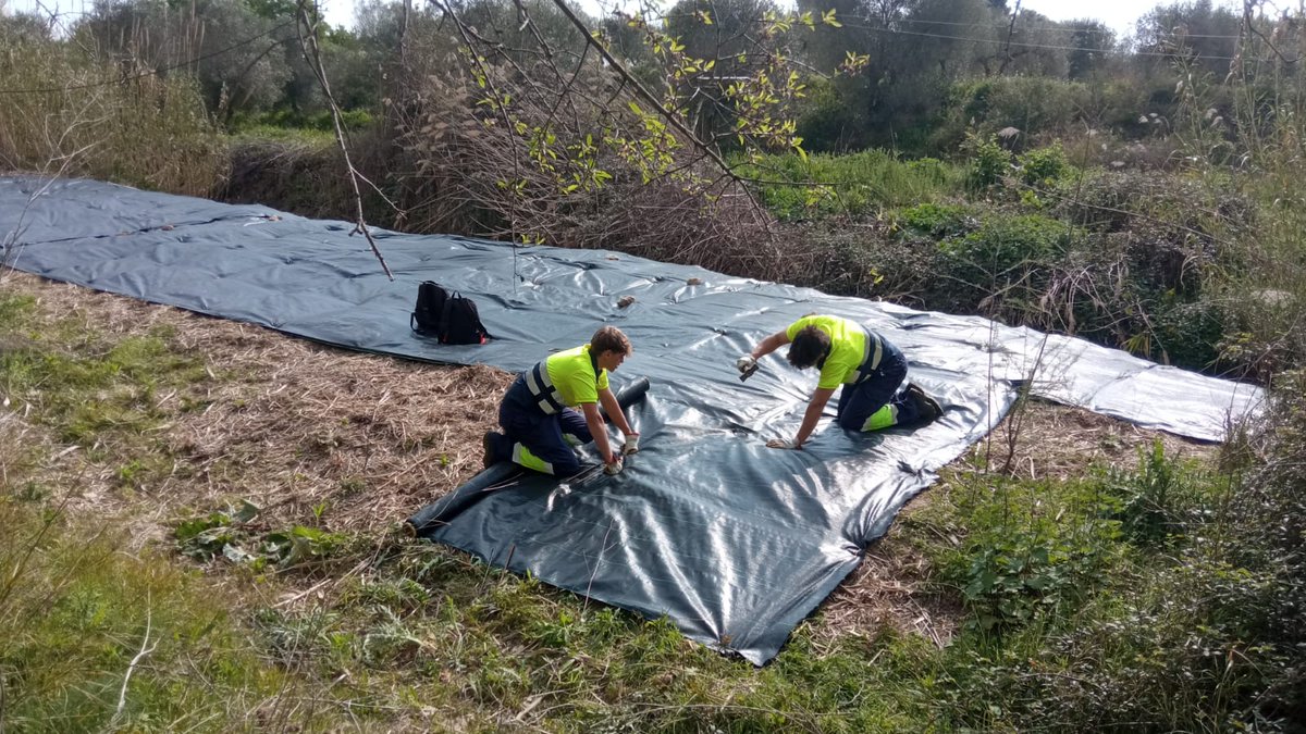 auroracet's tweet photo. 🌿Des de l’Associació Aurora impulsem la conservació del torrent del Bogatell:
Amb eliminació d’invasores, reforç de vegetació autòctona, neteja i activitats de descoberta.  
Un projecte ambiental que afavoreix la inserció laboral de persones amb problemes de salut mental 💚 https://t.co/Zc3XZwefU9