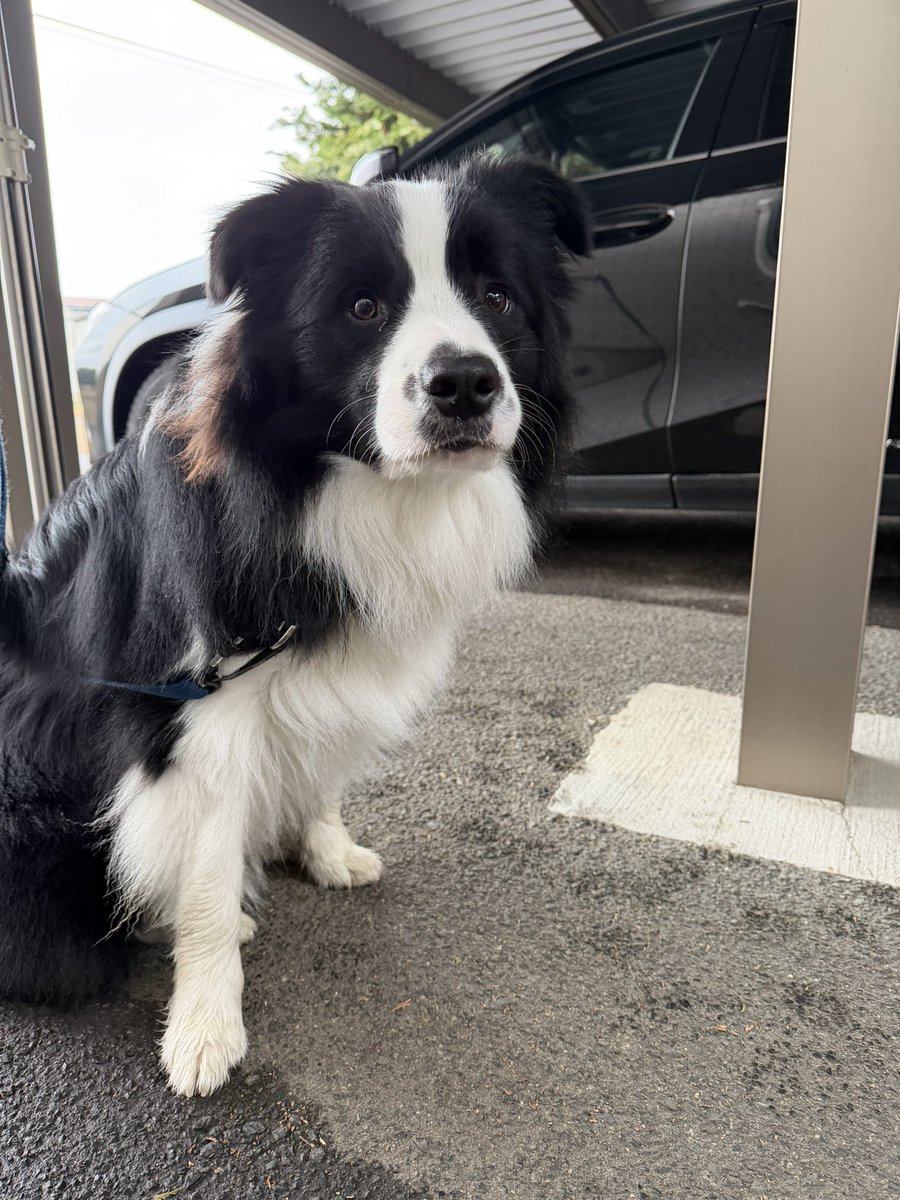 がっちゃん tweet media