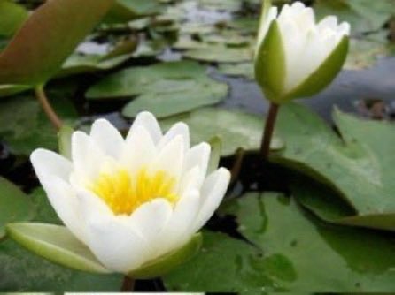 thegardenvsw's tweet photo. There is the white water lily, Nymphaea candida, and there are also red ones, N. Froebeli and N. Laydekeri Fulgens; a pink one, N. tetragona; and a yellow, N. mexicana. #gardening https://t.co/2sxxjoS4uC