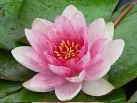 thegardenvsw's tweet photo. There is the white water lily, Nymphaea candida, and there are also red ones, N. Froebeli and N. Laydekeri Fulgens; a pink one, N. tetragona; and a yellow, N. mexicana. #gardening https://t.co/2sxxjoS4uC