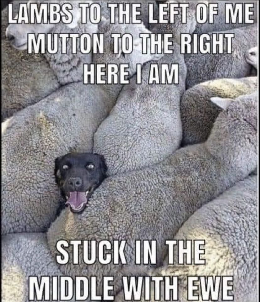 Texas Courtney tweet media